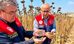 Tarsus’ta ayçiçeğinde 4 bin 485 ton rekolte bekleniyor