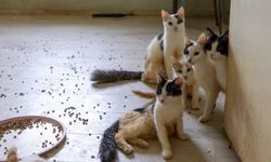 'Çöp ev' ihbarına giden ekipler adreste 100 kedi buldu