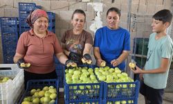 Mersin'de incir hasadı başladı; kilosu 150 lira