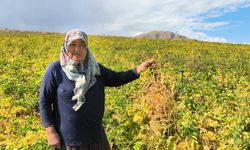 Coğrafi işaretli kuru fasulye hasadı başladı