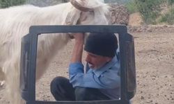 Fenomen çobanın keçiyle mücadelesi gülümsetti