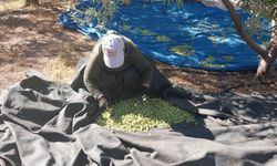 Mersin’de zeytin hasadı başladı: Bahçede 10 ile 60 TL arasında