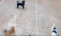 MERSİN’DE KÖPEK SESLERİ MAHALLEYİ AYAĞA KALDIRDI!