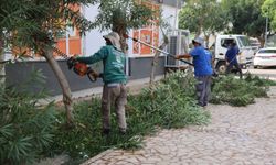TOROSLAR’DA AĞAÇ BUDAMA VE BAKIM ÇALIŞMALARI SÜRÜYOR