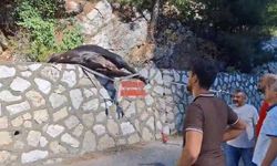 Mersin’de kamyonetten düşen büyükbaş hayvan bayıltılarak götürüldü