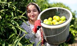 Karadeniz'de gemi trafiği durdu, Adana'da limon ve mandalina dalında kaldı