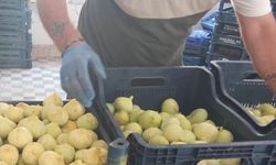 Mersin’de incir sezonu sona erdi, üreticisinin yüzü güldü