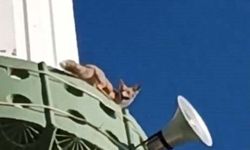Kuşların peşine takılan tilki minareye çıktı
