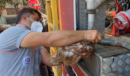 Yangında dumandan etkilenen tavukların yardımına ekipler koştu