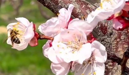 Mersin'de kayısı ağaçları çiçeklendi
