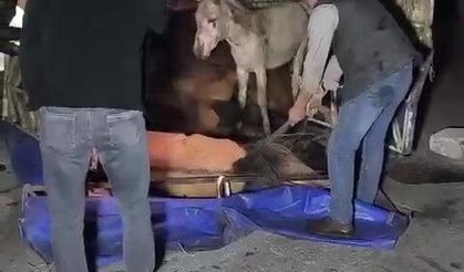 Adana’da kasası eşek dolu kamyonet yola devrildi