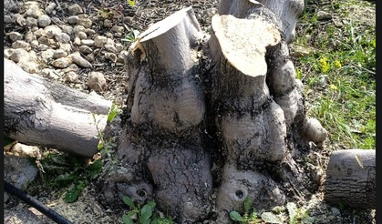 TARSUS’TA 40 YILLIK ZEYTİN AĞAÇLARI KESİLİYOR, KÖYLÜ TEPKİLİ