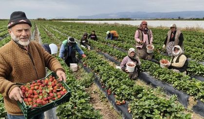 Mersin'in Silifke ilçesinde coğrafi tescilli açıkta üretilen çilek hasadına başlandı