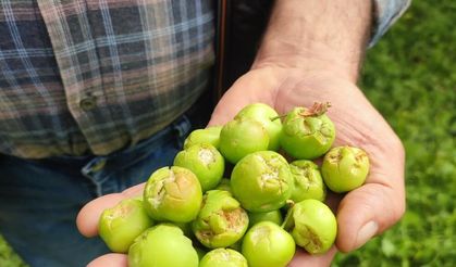 Dolu afeti sonrası hasar tespit çalışmalarına başlandı