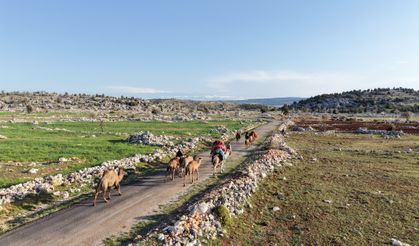 Toroslar'da Yörük göçü başladı: Sarıkeçililer yayla yolunda