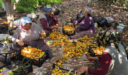 'Sarı altın' yenidünyada hasat başladı