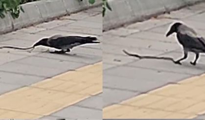 Karganın yılan avı kameraya yansıdı
