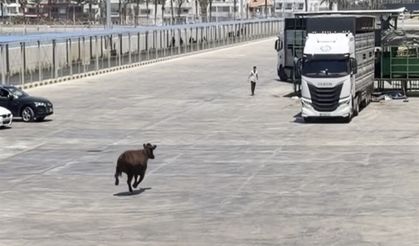 Limanda kaçan angus denize düştü