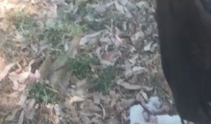Tarsus Belediyesi ekiplerinin dikkati 5 canı kurtardı