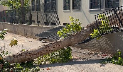 Mersin'de devrilen ağaç okul bahçesi ve evlerin duvarına zarar verdi
