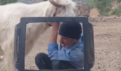 Fenomen çobanın keçiyle mücadelesi gülümsetti