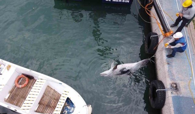 Boyu 2,5 metre: Mersin'de yunus balığı ölü olarak bulundu