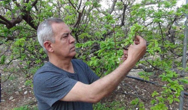 Mersin'de erik bahçeleri meyve vermeye başladı