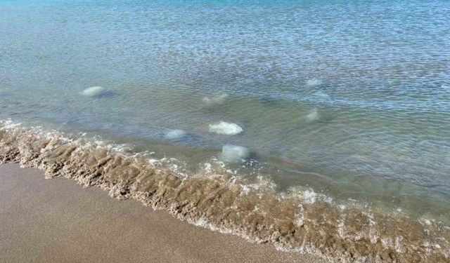 Akdeniz'in Hatay kıyılarında ölü denizanaları kıyıya vurdu