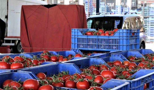 Antalya'da domates miktarı da fiyatı da arttı