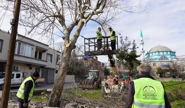 Dulkadiroğlu'nda budanan ağaçlar sosyal yardıma dönüşüyor