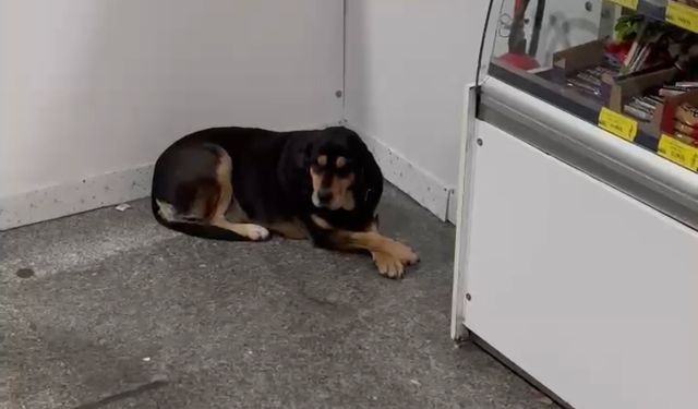 Yağmurda dışarıda kalan köpeğe hastane kantini sahip çıktı