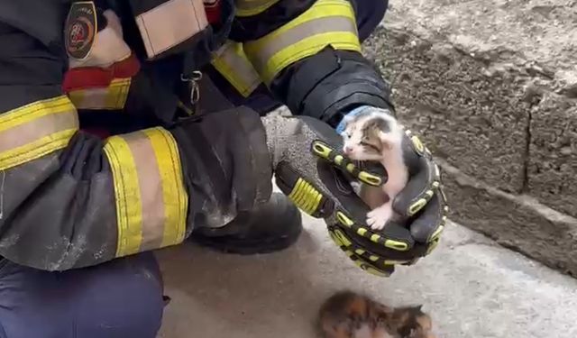 İki bina arasına düşen 3 yavru kedi kurtarıldı
