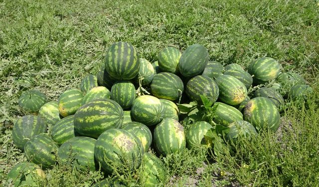 Mersin'de karpuz hasadı başladı