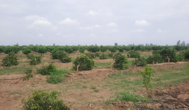 Mersin Tarsus’ta mandalina ağaçları katledildi