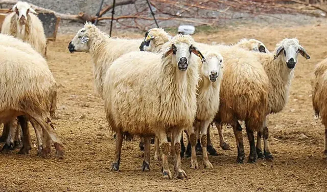 Kurbanlık fiyatlarında spekülasyona karşı uyarı