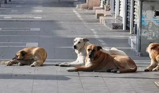 AYM sahipsiz köpeklere ilişkin düzenlemenin iptal talebini reddetti