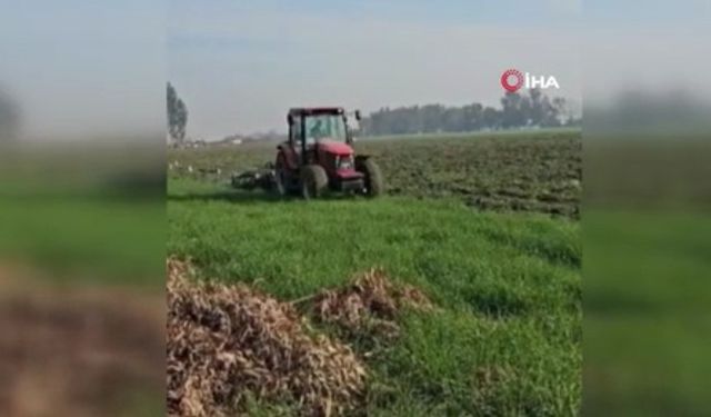 Tam 41 hektar: Ormanı tarım alanına çevirmeye çalıştılar, zamanında müdahale engel oldu
