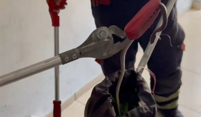 Mersin'de 2 gündür evin içinde gezen yılan paniğe neden oldu