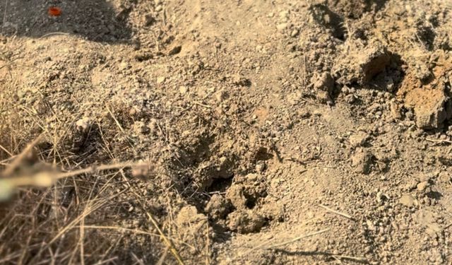 Diktiği fidanlar söküldü, küçük Elif’in hayali yarım kaldı