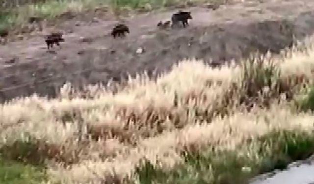 Mersin'de domuz sürüsü köpeği kovaladı: O anlar kamerada