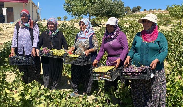 Mersin'de 1400 rakımda üzüm hasadı