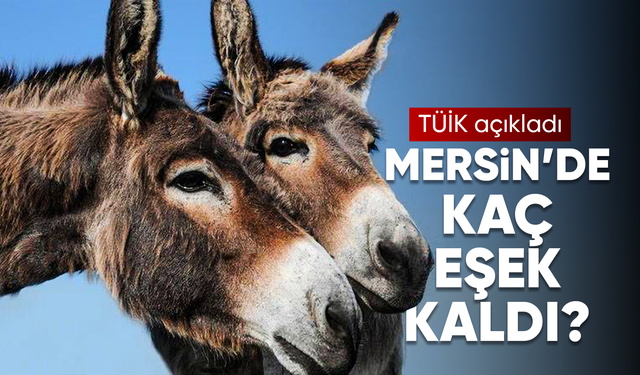 Mersin'de sadece 69 eşek kaldı