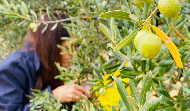 Manisa’da zeytincilere çifte uyarı