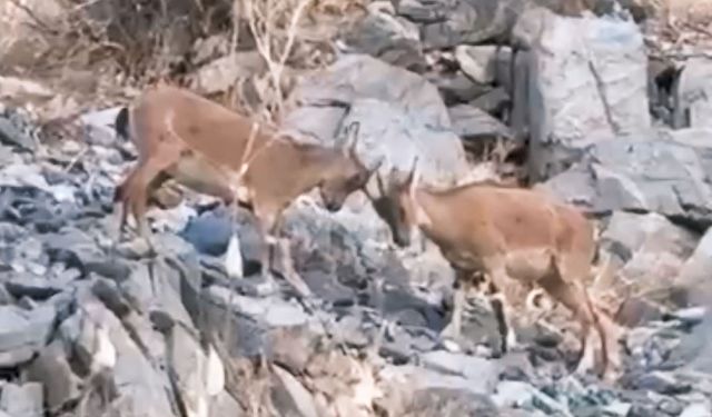 Yavru dağ keçilerinin tatlı çekişmesi kamerada