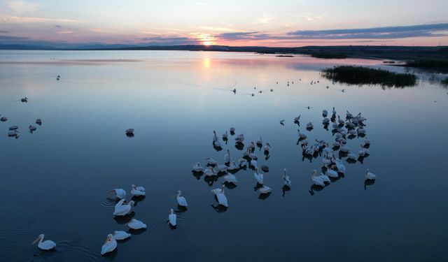Sonbaharda Manyas Gölü'nde pelikan ve flamingo ziyaretleri