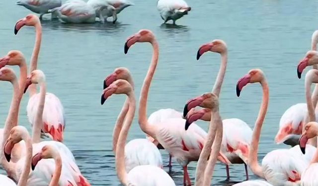 İzmit Körfezi'nde "allı turna" şöleni