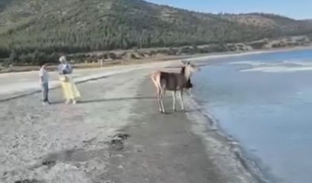 Salda Gölü'nün maskot geyiği, vatandaşlarla keyifli anlar yaşadı