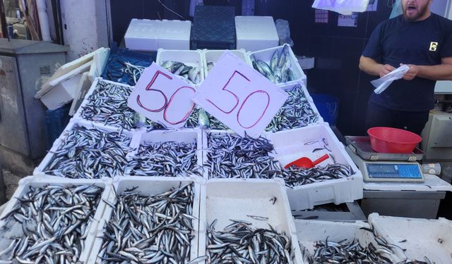 Karadeniz hamsisi tezgahları doldurdu: Kilosu 50 lira