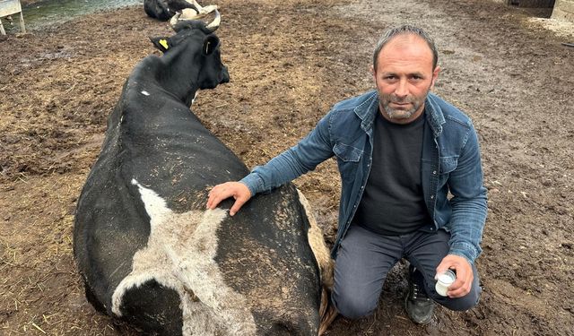 Şap vurdu: 35 litre süt veren sığırdan bir çay bardağı süt almaya başladı