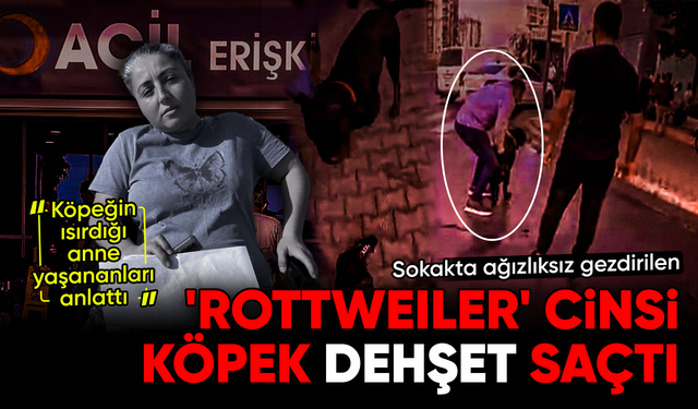 Mersin'de sokakta ağızlıksız gezdirilen 'Rottweiler' cinsi köpek de'hşet saçtı